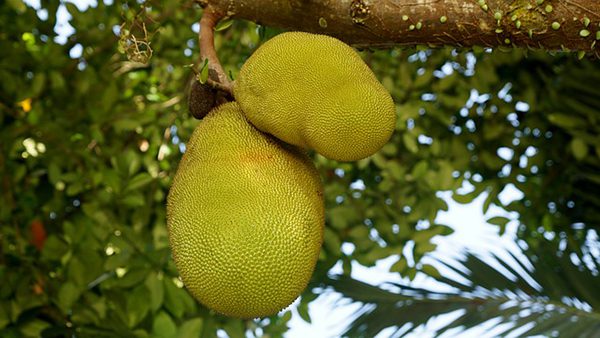 best time to eat jackfruit