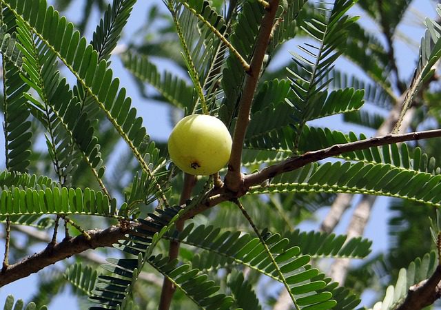 Can we eat amla (Indian gooseberry) at night?