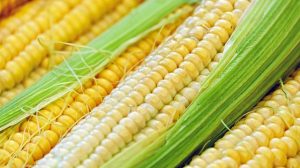 Can A Diabetic Eat Corn?