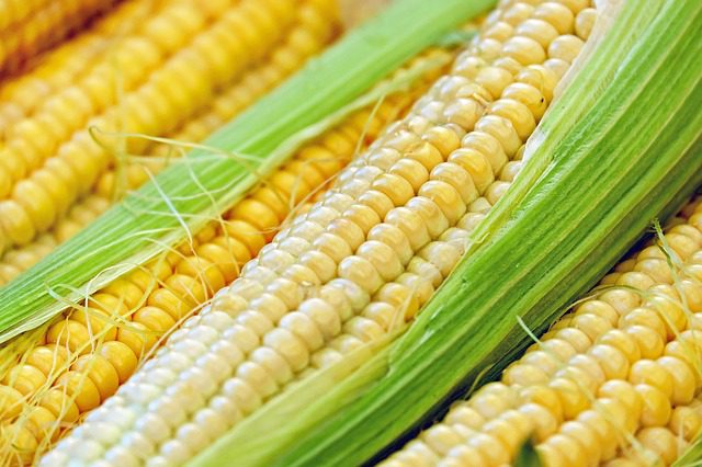 Can A Diabetic Eat Corn?